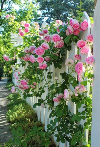 Beautiful-Garden-to-Grow-with-Rose-Flower-Youll-Love-40.jpg