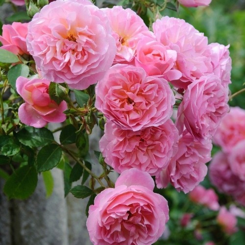 Beautiful-Garden-to-Grow-with-Rose-Flower-Youll-Love-37.jpg