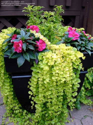 flower-pot-arrangement-ideas-shade-elegant-plantfiles-creeping-jenny-moneywort-g.jpg
