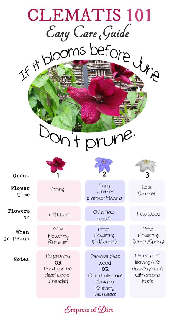 Clematis-101-Easy-Care-Guide-C2bb.jpg